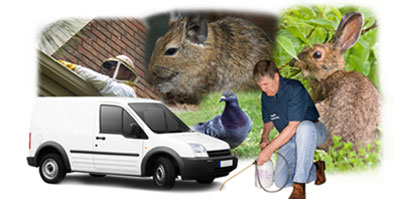 Kenilworth local van